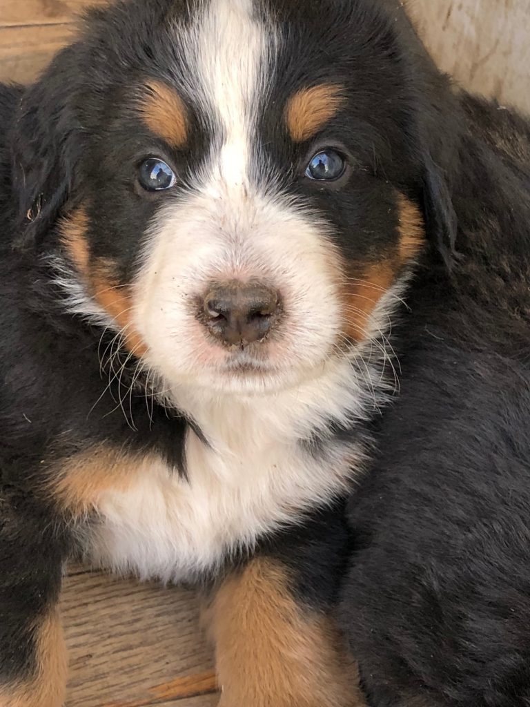 Bernese Mountain Dog Litter See Our Current Litter SERENITY BMD