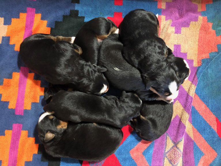Bernese Mountain Dog Litter See Our Current Litter SERENITY BMD